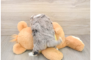 Petite Aussiechon Designer Pup