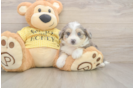 Petite Aussiechon Designer Pup
