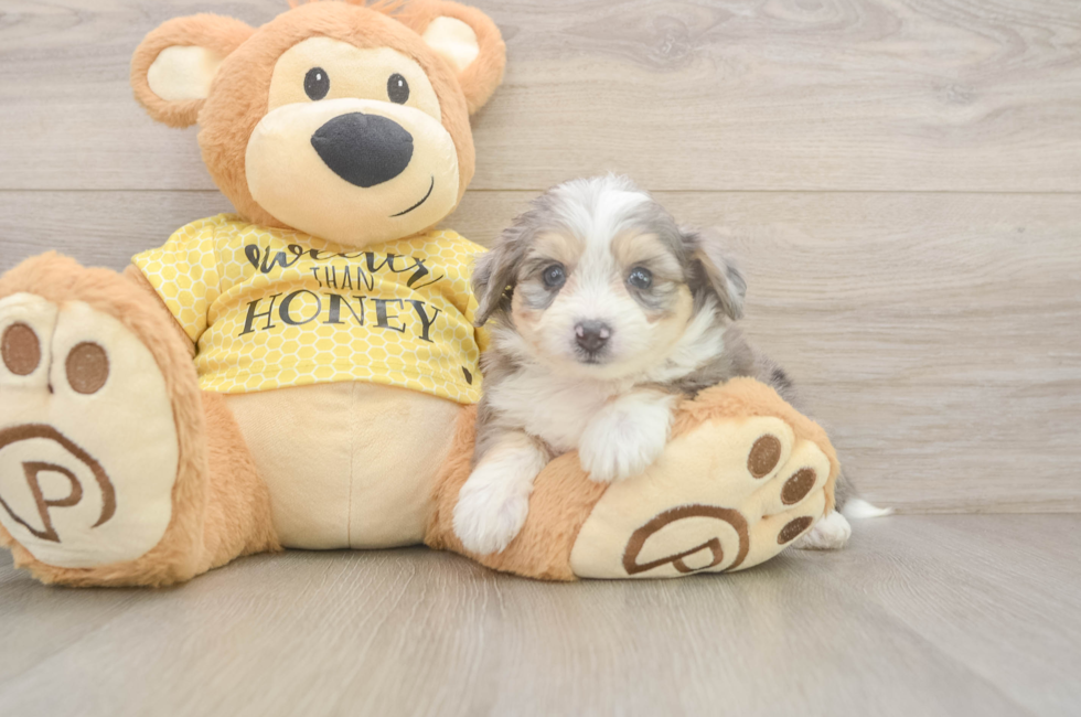 5 week old Aussiechon Puppy For Sale - Lone Star Pups