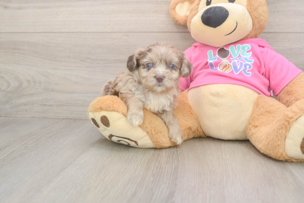 Meet Gemini - our Aussiechon Puppy Photo  2/3 - Lone Star Pups Best Aussiechon Baby