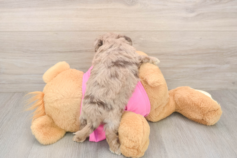 Meet Gemini - our Aussiechon Puppy Photo  3/3 - Lone Star Pups Popular Aussiechon Designer Pup