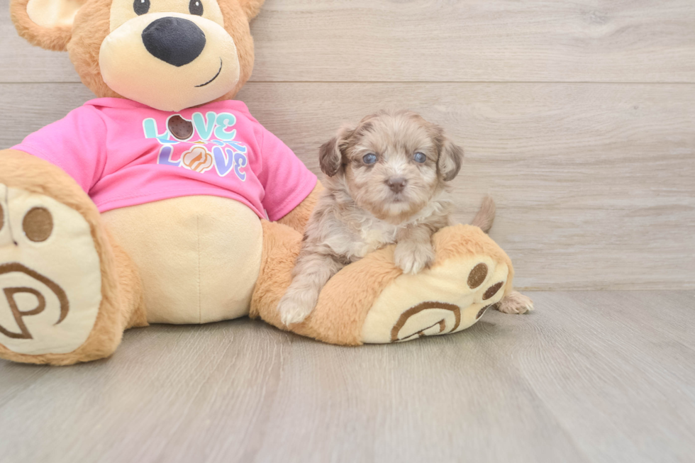 Meet Gemini - our Aussiechon Puppy Photo  1/3 - Lone Star Pups Aussiechon Pup Being Cute