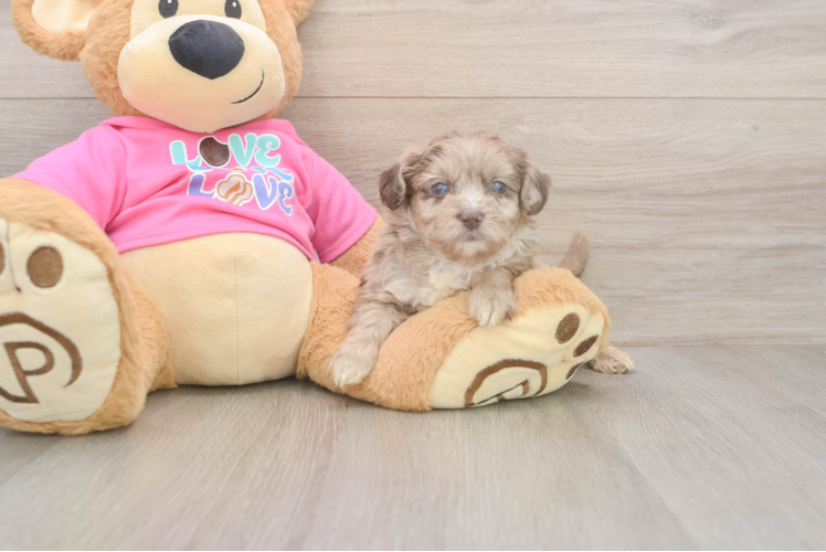 Meet Gemini - our Aussiechon Puppy Photo  1/3 - Lone Star Pups Aussiechon Pup Being Cute