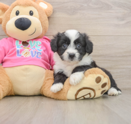 7 week old Aussiechon Puppy For Sale - Lone Star Pups
