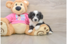 Energetic Aussie Bichon Designer Puppy
