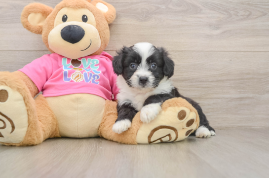 Energetic Aussie Bichon Designer Puppy
