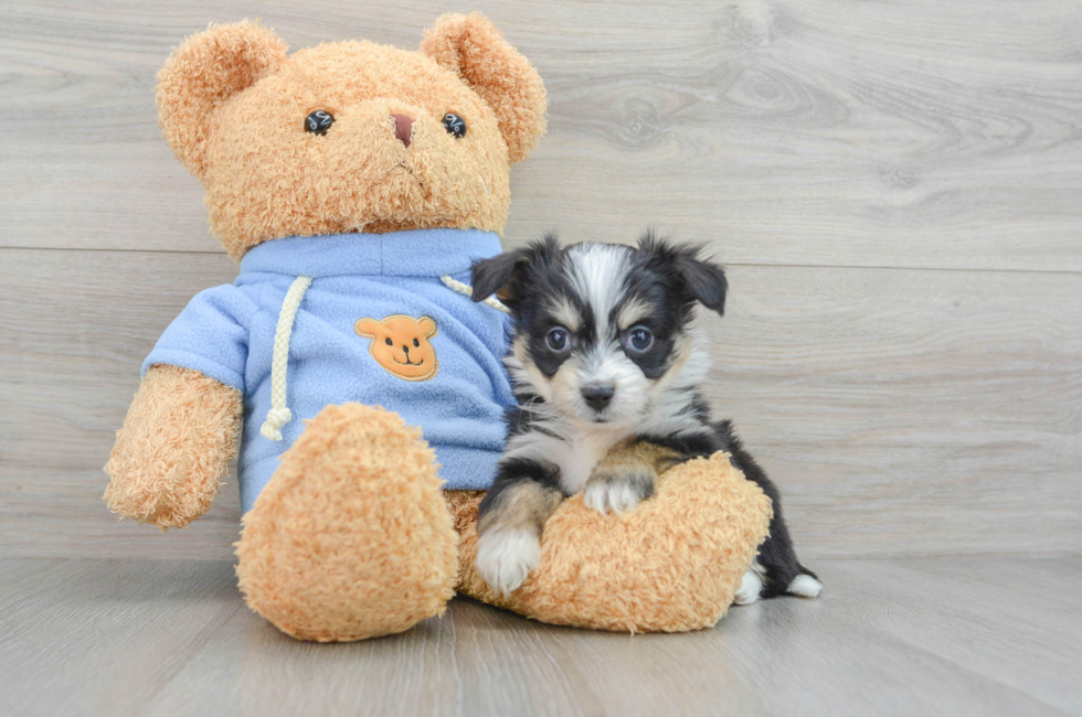 6 week old Aussiechon Puppy For Sale - Lone Star Pups