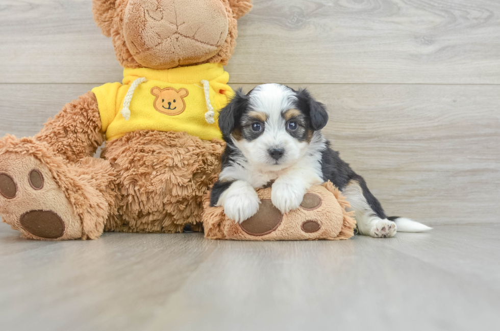 7 week old Aussiechon Puppy For Sale - Lone Star Pups