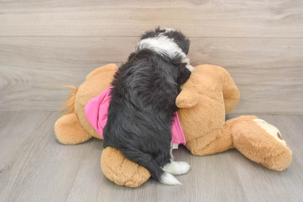 Aussiechon Pup Being Cute