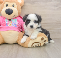 8 week old Aussiechon Puppy For Sale - Lone Star Pups
