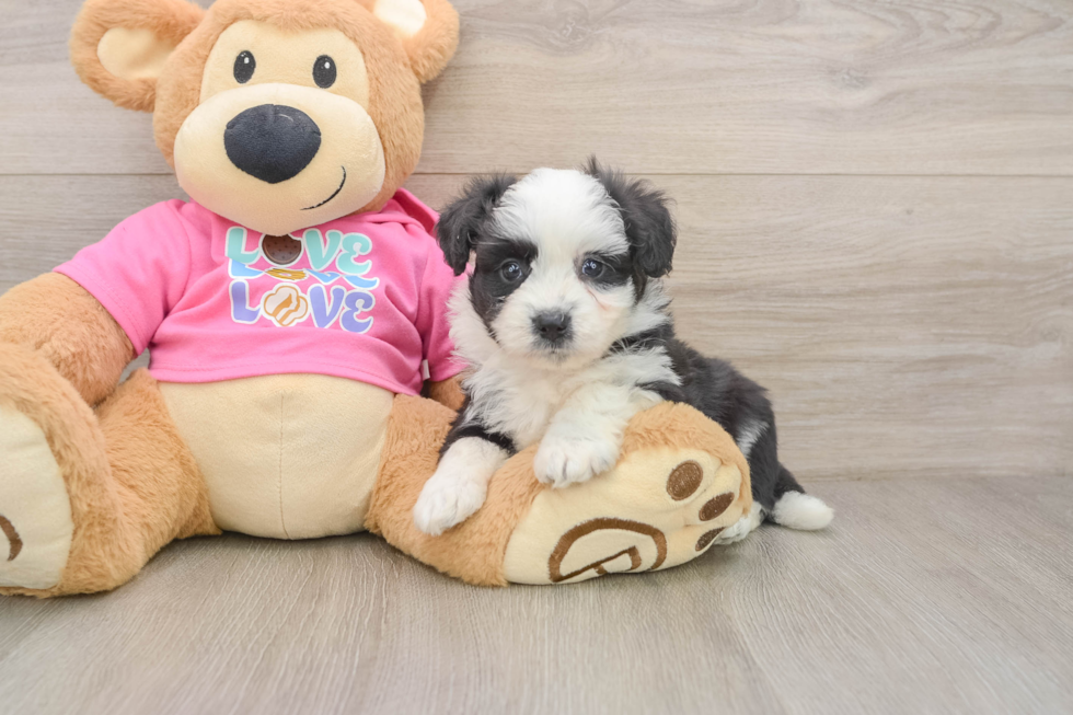 Best Aussiechon Baby