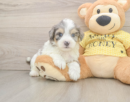 7 week old Aussiechon Puppy For Sale - Lone Star Pups