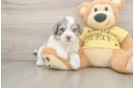 Best Aussiechon Baby