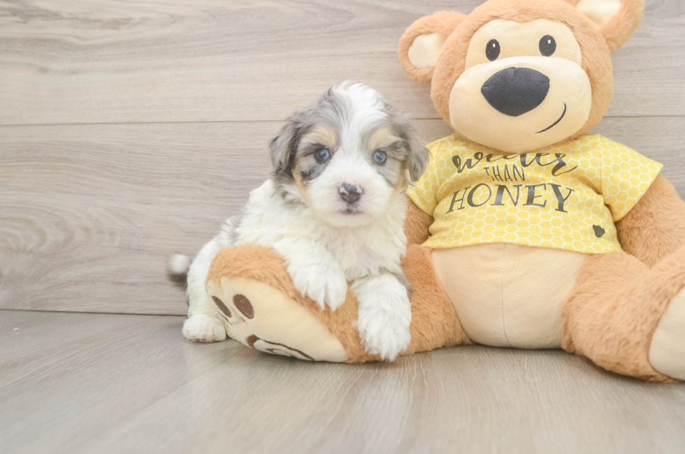 5 week old Aussiechon Puppy For Sale - Lone Star Pups