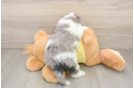 Best Aussiechon Baby