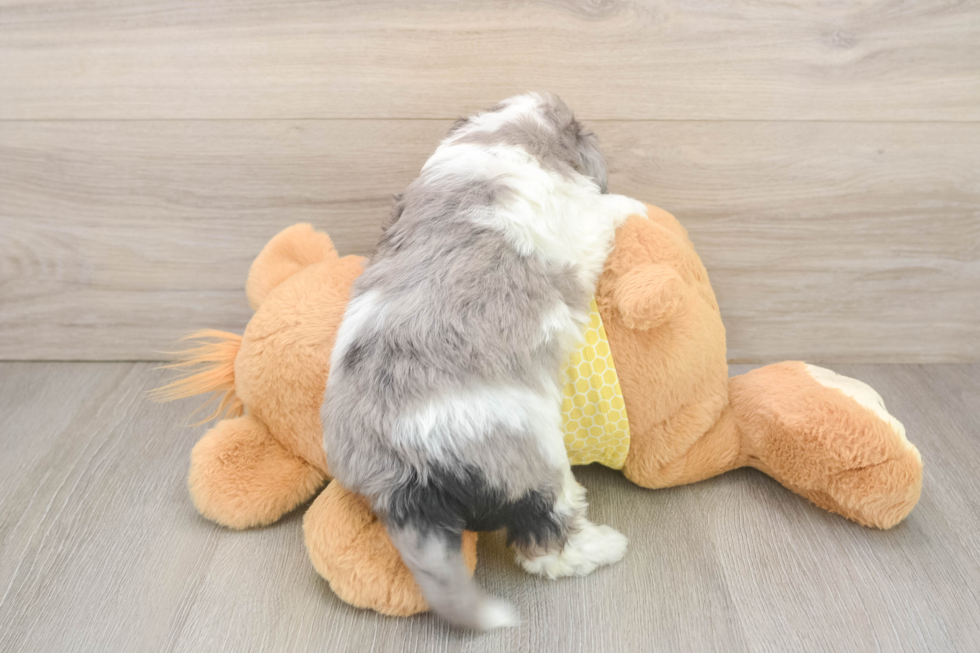 Best Aussiechon Baby
