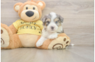 Hypoallergenic Aussie Bichon Designer Puppy