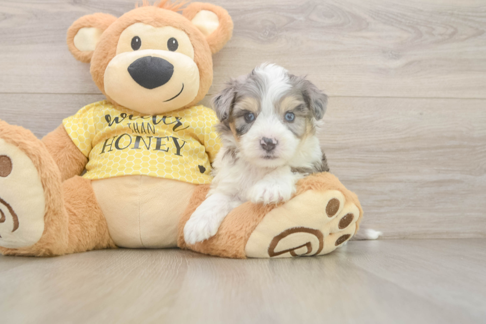 Hypoallergenic Aussie Bichon Designer Puppy