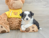 9 week old Aussiechon Puppy For Sale - Lone Star Pups