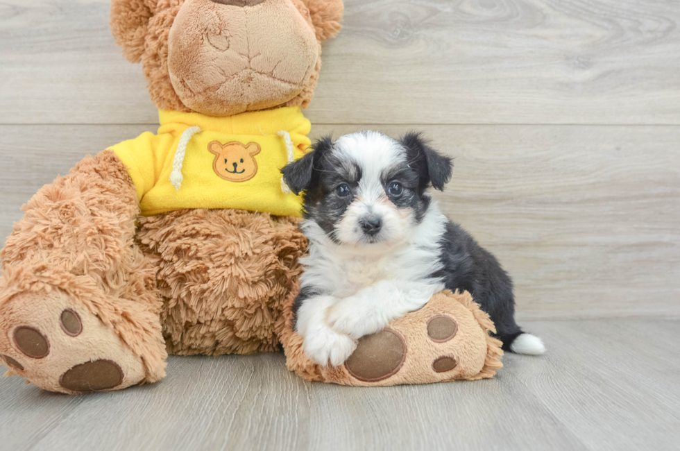 9 week old Aussiechon Puppy For Sale - Lone Star Pups