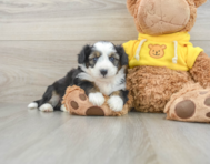 7 week old Aussiechon Puppy For Sale - Lone Star Pups