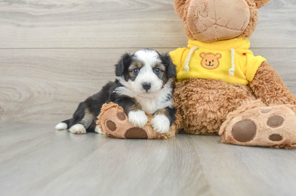 7 week old Aussiechon Puppy For Sale - Lone Star Pups