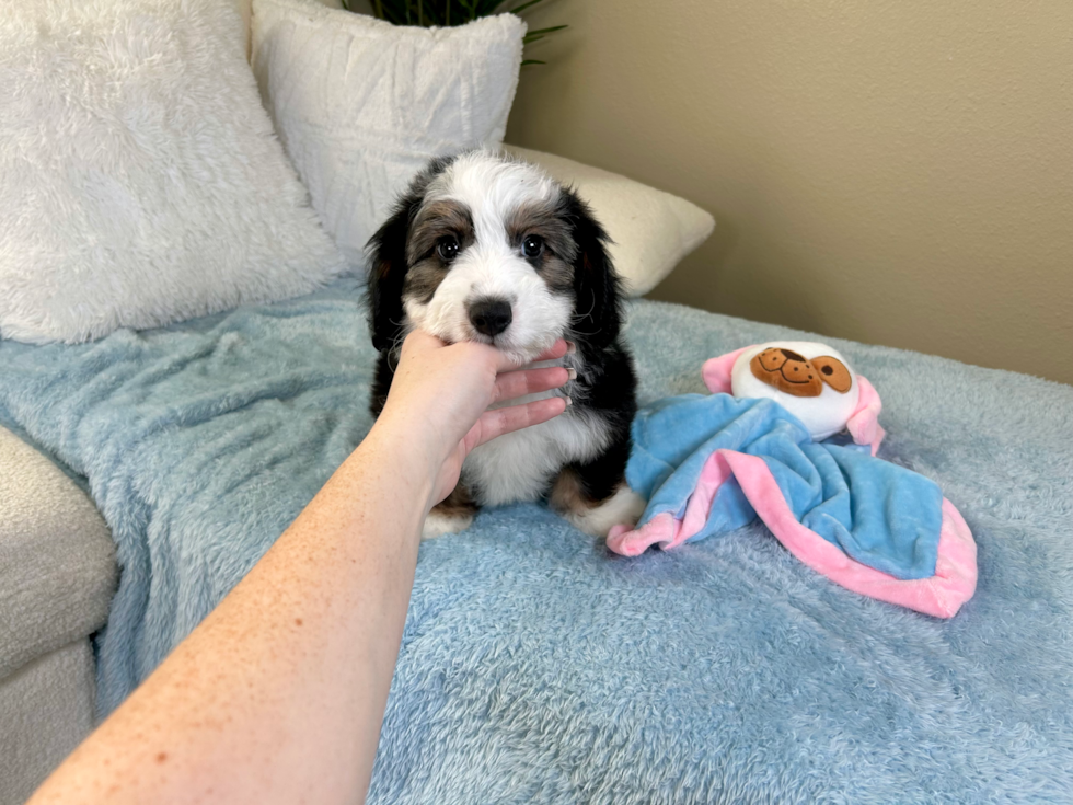 Aussiechon Puppy for Adoption