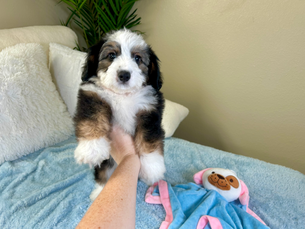 Aussiechon Pup Being Cute