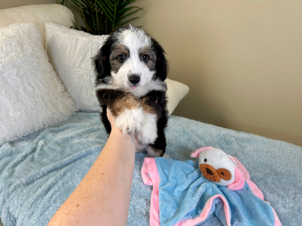 Cute Aussie Bichon Designer Puppy