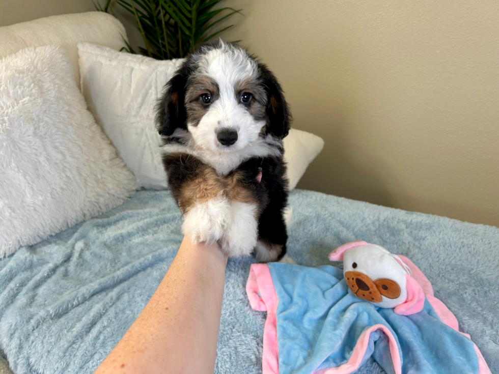 Aussiechon Pup Being Cute