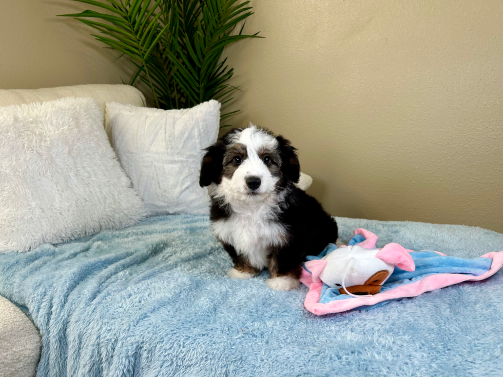 Cute Aussiechon Designer Pup