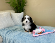 10 week old Aussiechon Puppy For Sale - Lone Star Pups