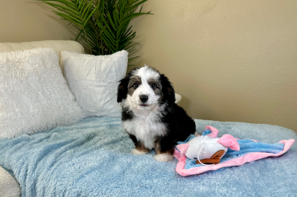 10 week old Aussiechon Puppy For Sale - Lone Star Pups