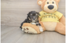Best Aussiechon Baby