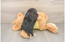 Funny Aussiechon Designer Pup