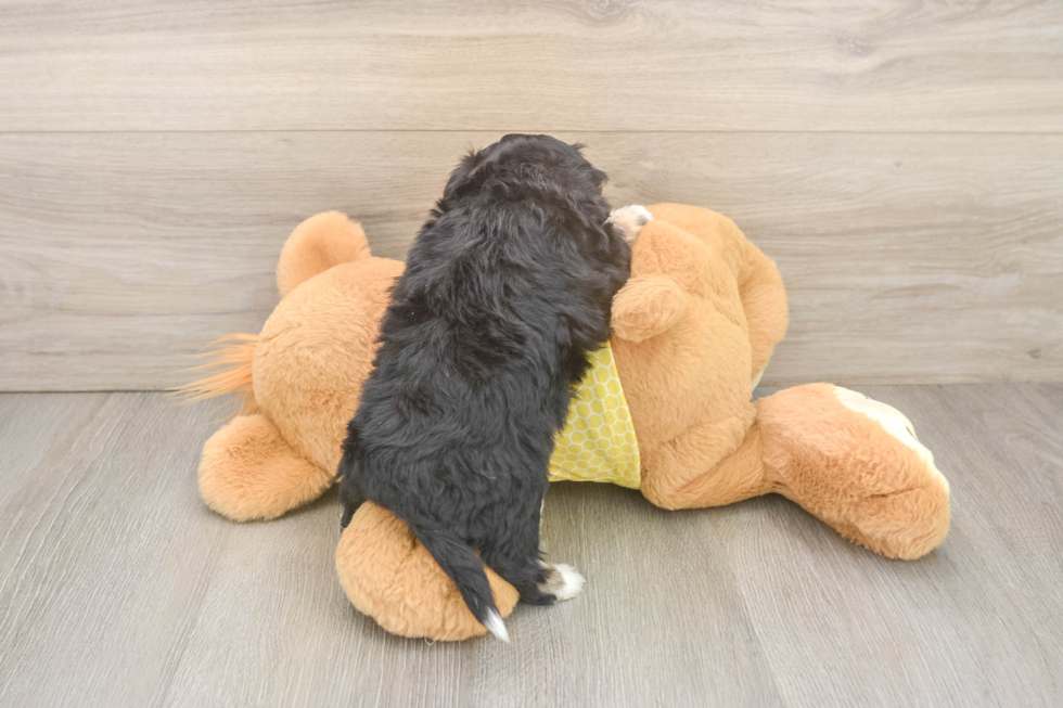 Funny Aussiechon Designer Pup