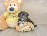 8 week old Aussiechon Puppy For Sale - Lone Star Pups