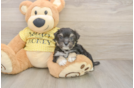 Funny Aussiechon Designer Pup
