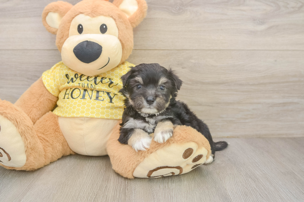 5 week old Aussiechon Puppy For Sale - Lone Star Pups