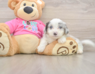 6 week old Aussiechon Puppy For Sale - Lone Star Pups