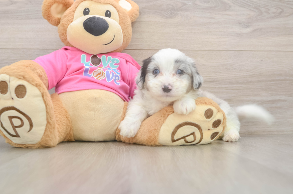 6 week old Aussiechon Puppy For Sale - Lone Star Pups