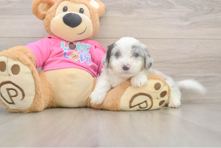 Meet Griffy - our Aussiechon Puppy Photo  1/3 - Lone Star Pups Best Aussiechon Baby