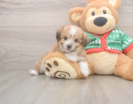 8 week old Aussiechon Puppy For Sale - Lone Star Pups