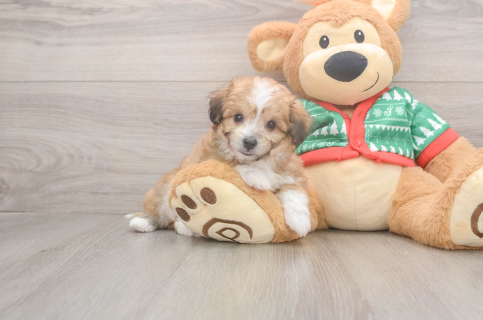 5 week old Aussiechon Puppy For Sale - Lone Star Pups