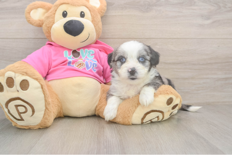Petite Aussiechon Designer Pup