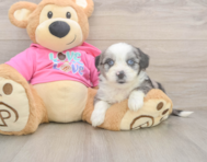6 week old Aussiechon Puppy For Sale - Lone Star Pups