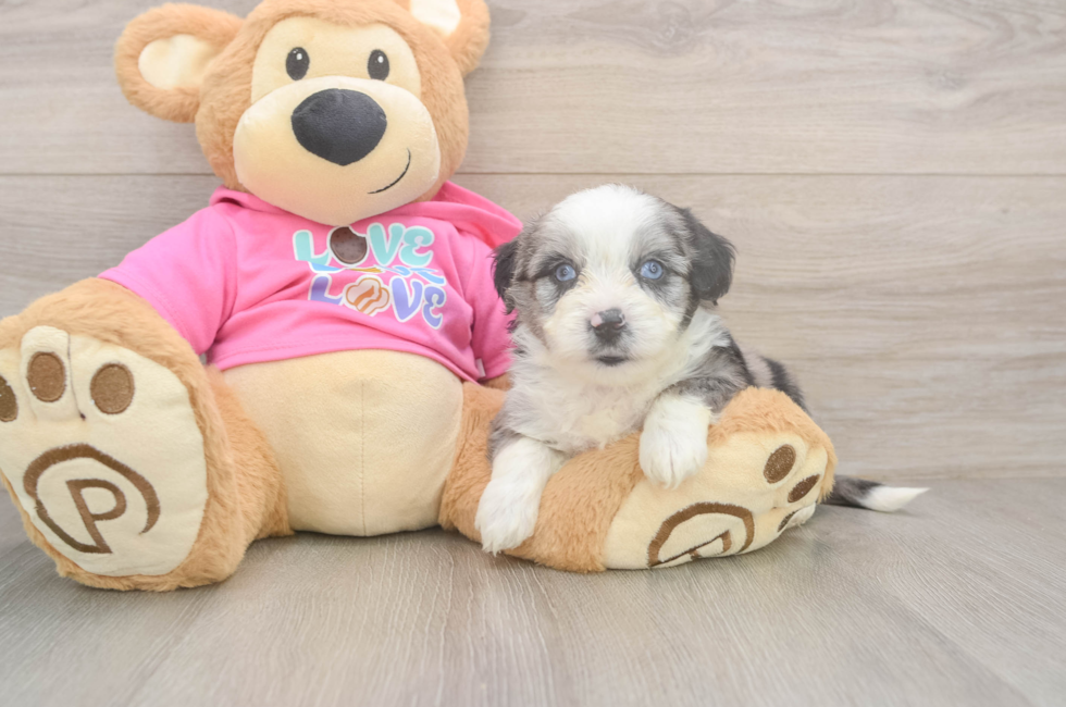 6 week old Aussiechon Puppy For Sale - Lone Star Pups
