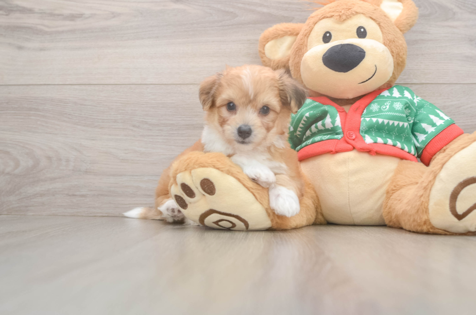 5 week old Aussiechon Puppy For Sale - Lone Star Pups