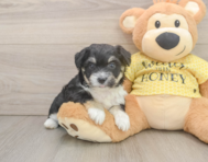 8 week old Aussiechon Puppy For Sale - Lone Star Pups