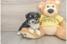 Funny Aussiechon Designer Pup